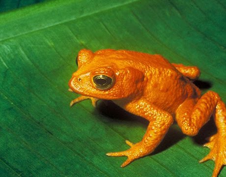 [goldentoad-lg.jpg]