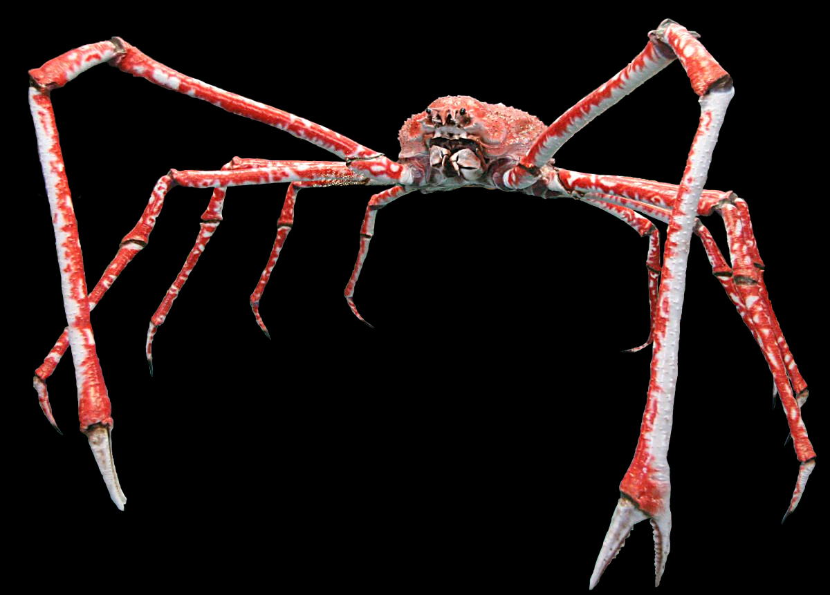 [world-largest-crab.jpg]