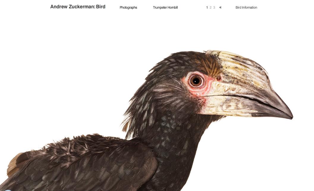 [trumpeter+hornbill.jpg]