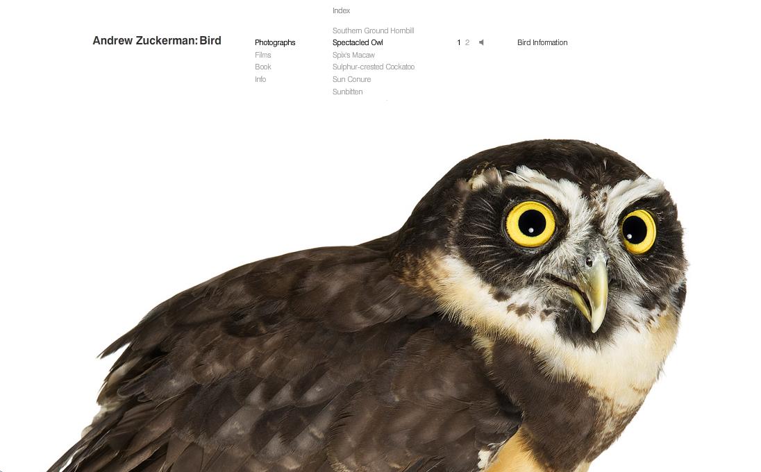 [spectacled+owl.jpg]