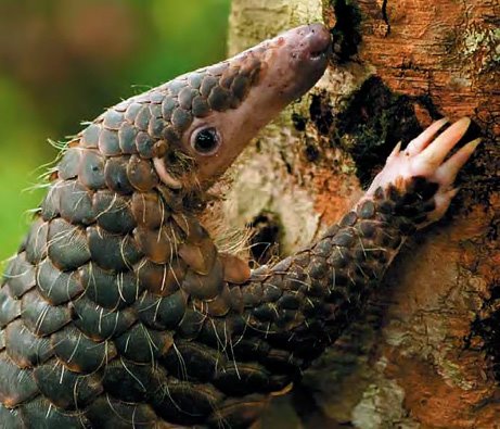 [090714-02-malayan-pangolin_big.jpg]