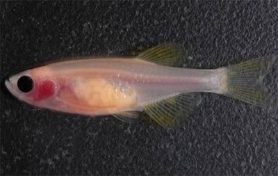 [transparent_zebrafish.jpg]
