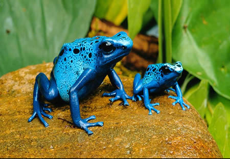 [a96745_poison-dart-frog2.jpg]
