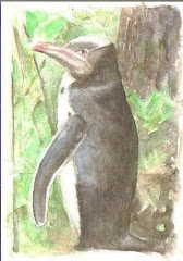 Waitaha Penguin