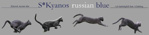 Kyanos Russian blue