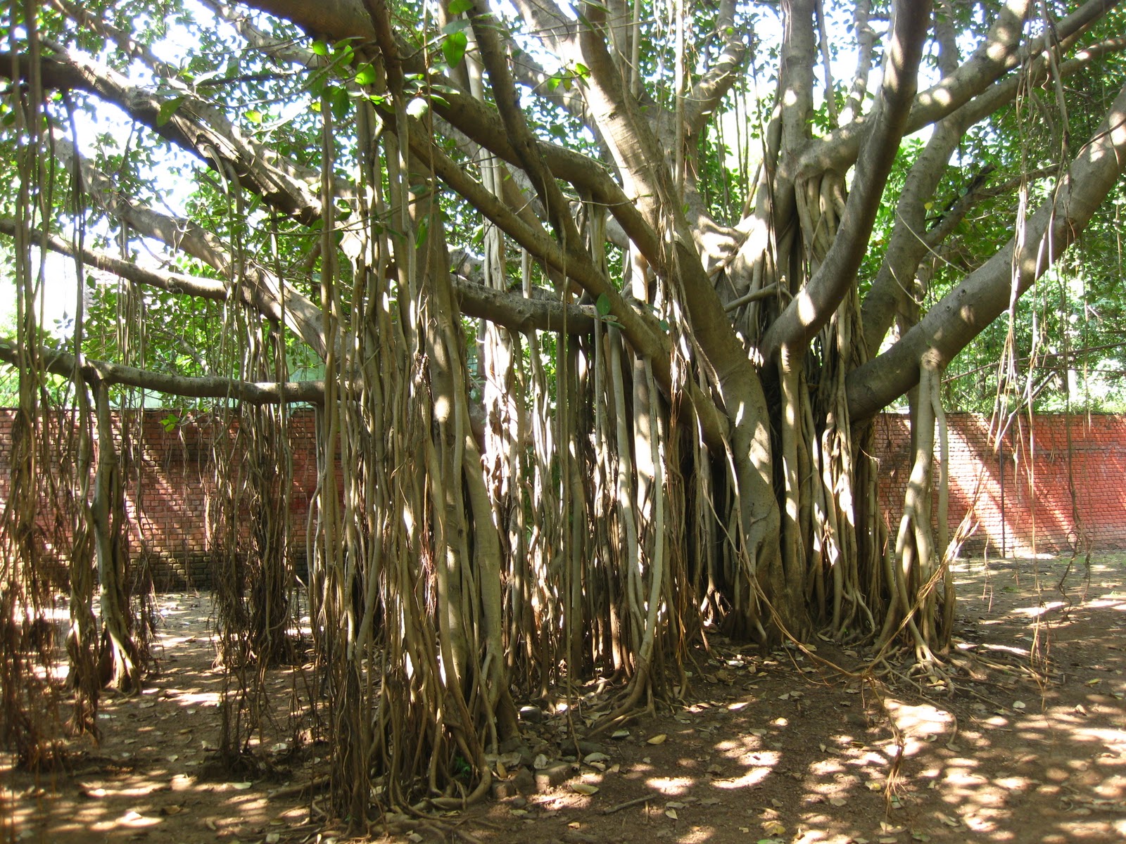 prostituée seychelles