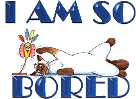 [boredcat.bmp]
