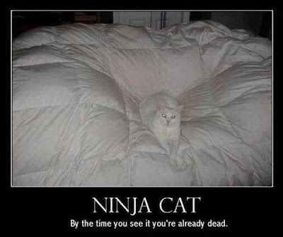 ninja_cat808.jpg