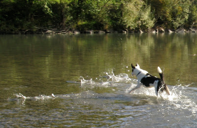Less Smelly Dog Breeds Less Smelly Dog Breeds