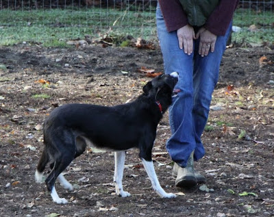 Bonnie Dog Food Price Bonnie Dog Food Price