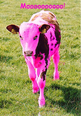 Pink cow!!!