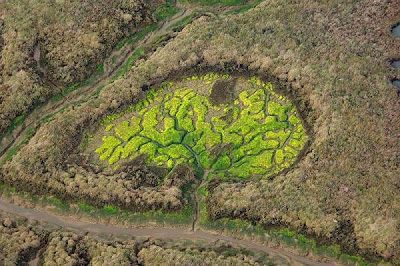 Earth's Fractal Brain From Above @ strange world