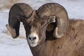 balkhi sheep