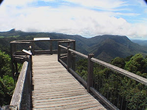 Dorrigo Rainforest Skywalk