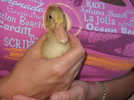 duck, may he rest in peace