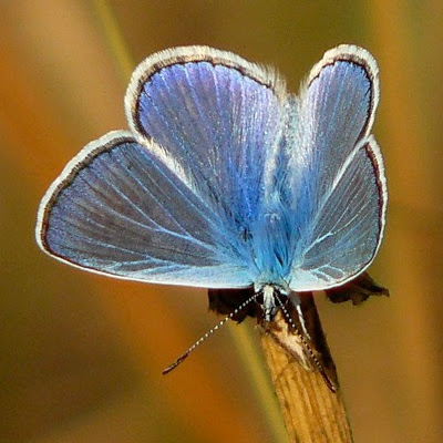 Blåfugl (polyommatus icarus) Blåfugl (polyommatus icarus)