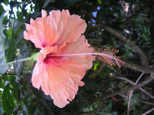 My Picture At A Botanical Garden, Honduras