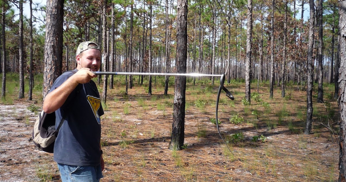 Tips for Field Herping Field Herping Tips