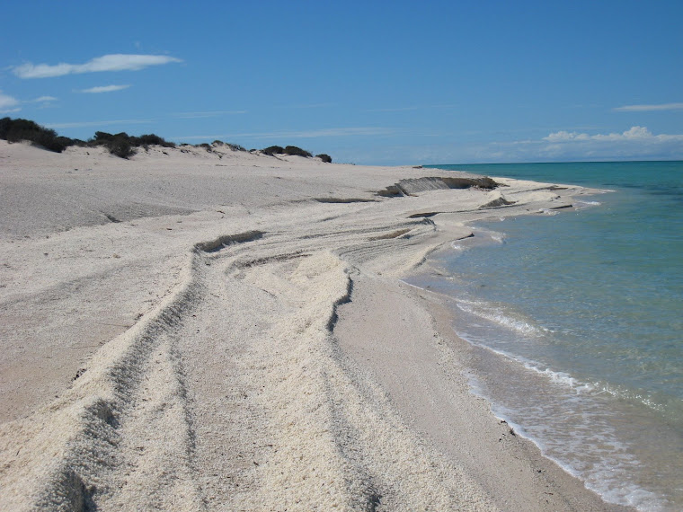 Shell Beach