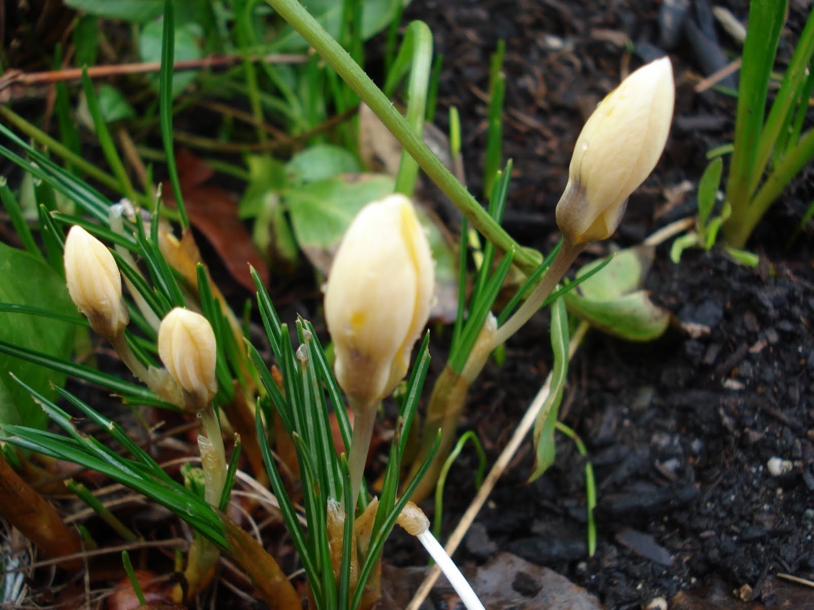 [crocus.JPG]