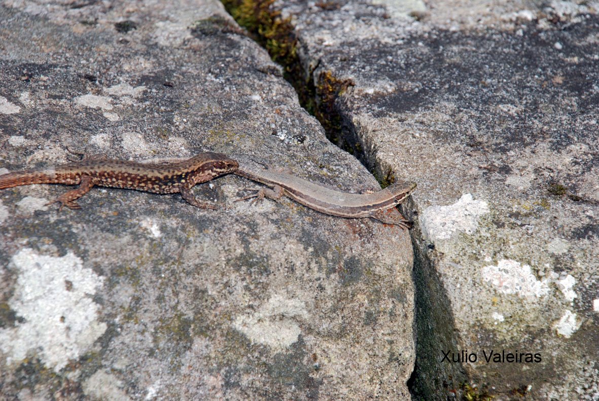 [Podarcismuralis2_DSC_6701+copia.jpg]