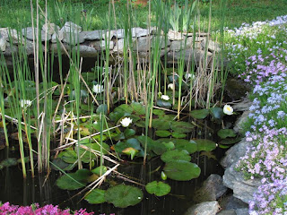 Viewing nature with Eileen: My backyard birds and their habitat