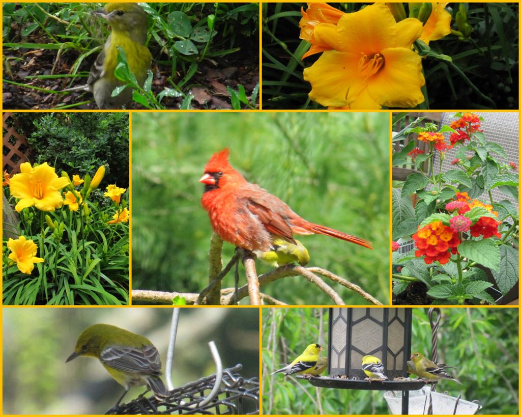 Viewing nature with Eileen Birds and Blooms