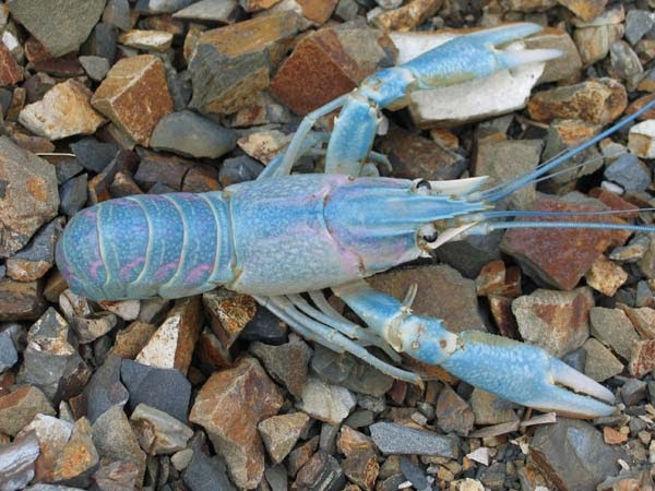 budidaya udang lobster air tawar