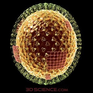 Influenza Suina a/h1n1