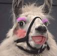 A Llama Waring Makeup?! I think I'll call her Pinky! lol!