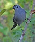 THE CATBIRD