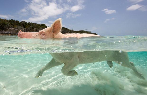 swimming-pig-.jpg