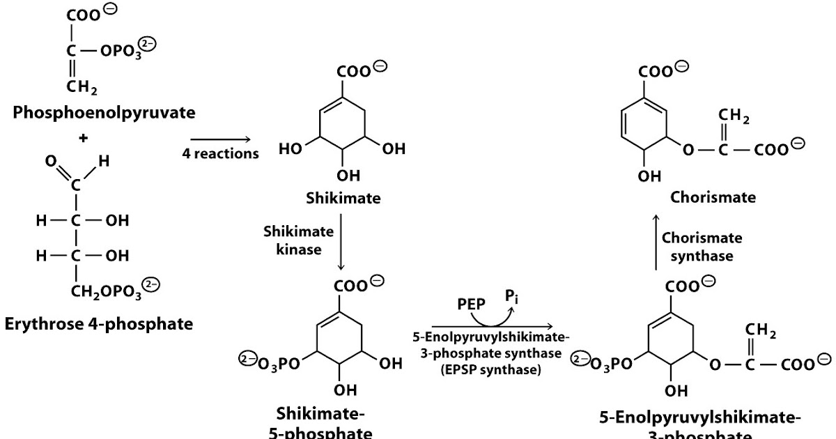 Sandwalk How Cells Make Tryptophan, Phenyalanine, and Tyrosine