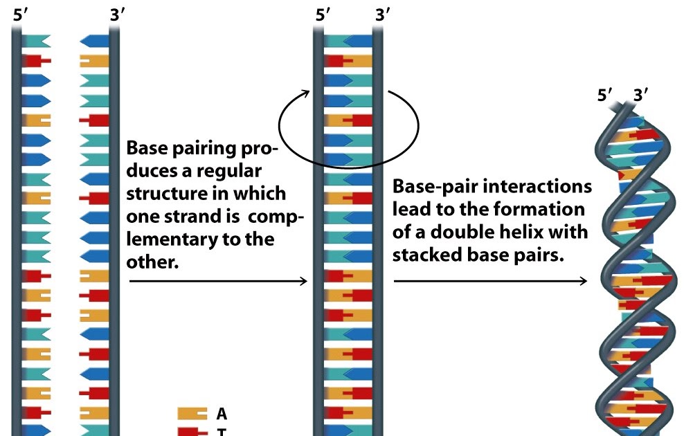 Sandwalk The ThreeDimensional Structure of DNA