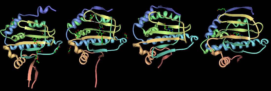 [HSP90_structure.bmp]