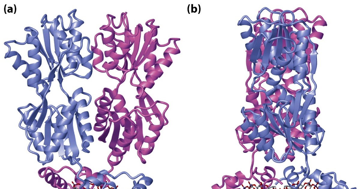 Sandwalk DNA Binding Proteins