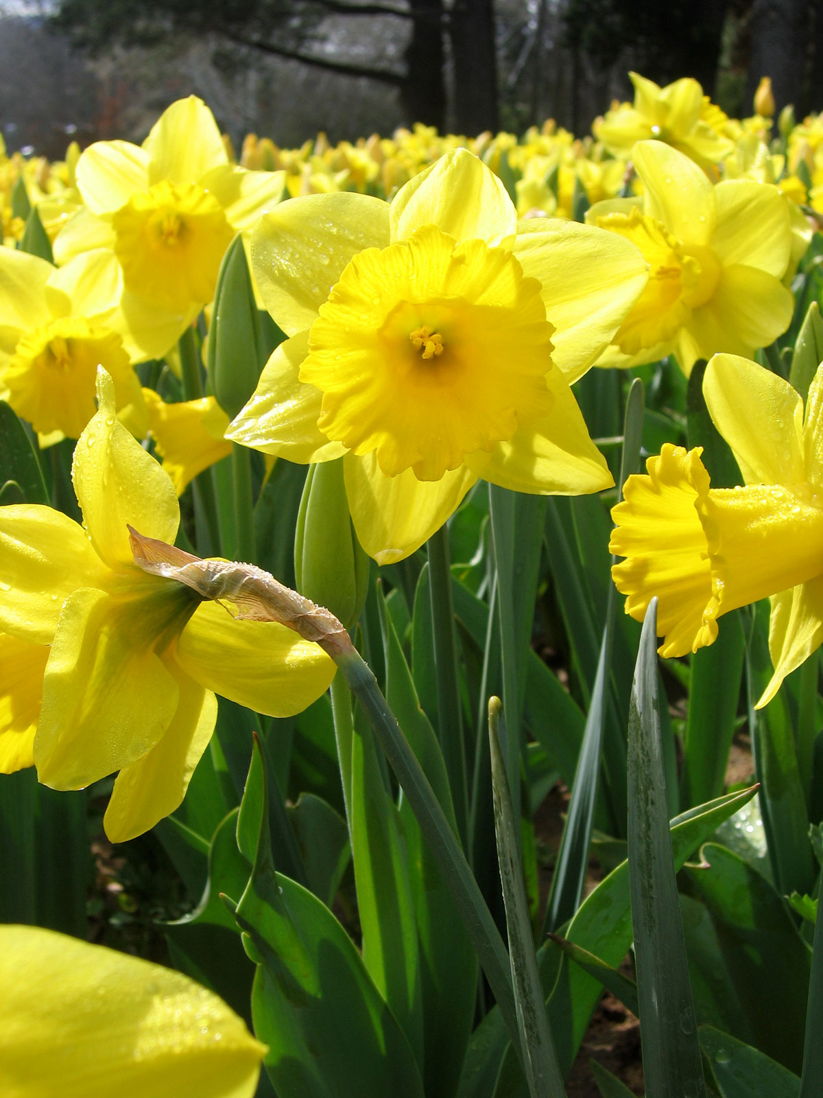 [Daffodils+III.jpg]