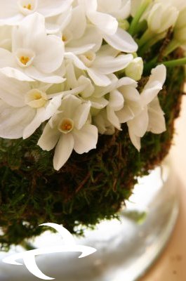 [Spring+08.JPG]