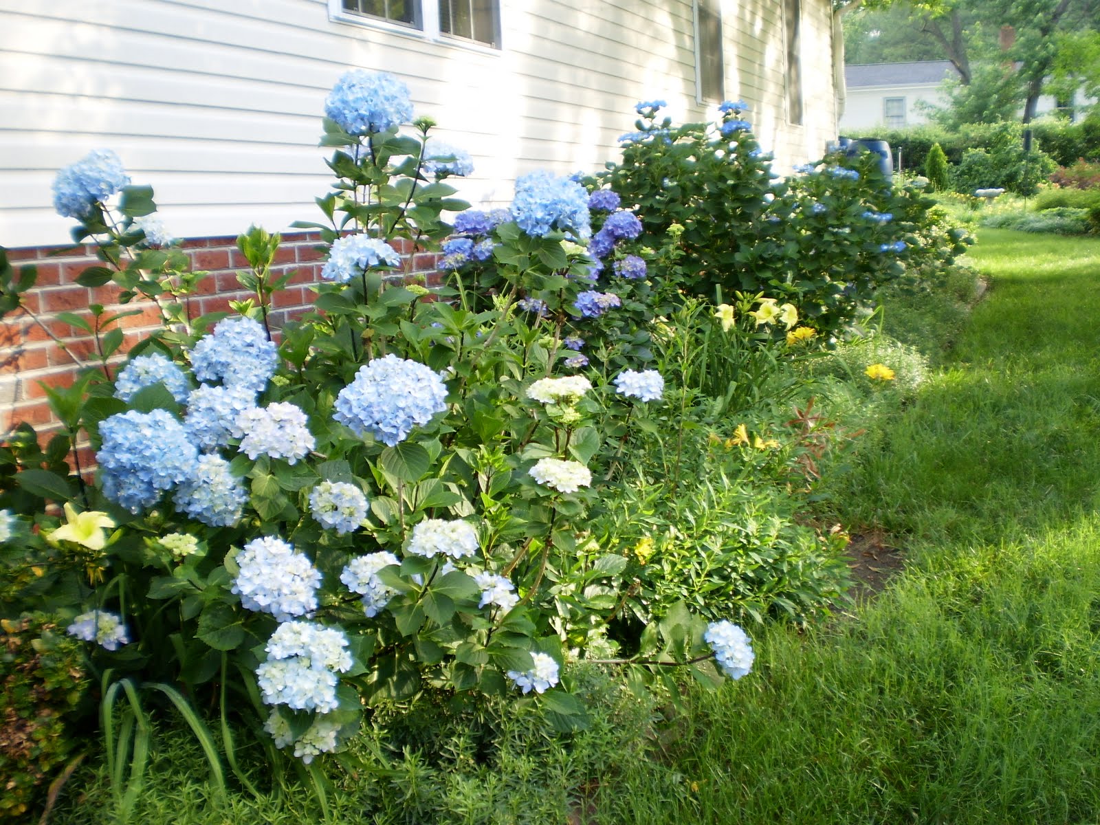 Jim Carol Carol S Hydrangeas