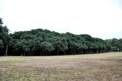Banyan Tree Kolkata