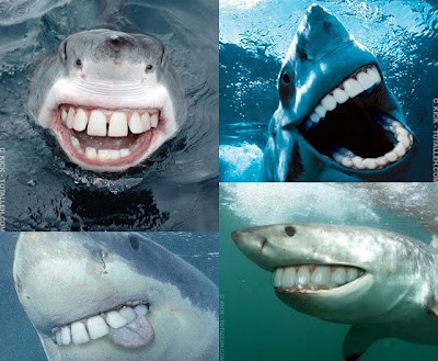 shark with human teeth
