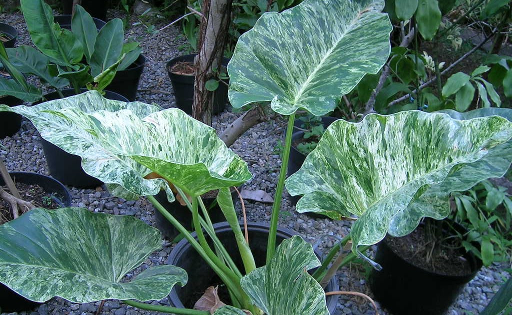 ANEKA TANAMAN HIAS: 9 Jenis Tanaman Hias dengan Harga Jual Paling Mahal