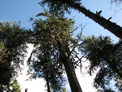 Astoria's Urban Forest and the Cathedral Tree Trail