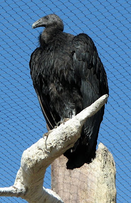 Juvenile California Condor at the San Diego Zoo