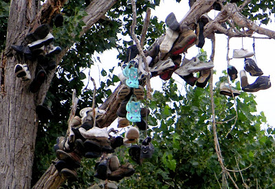 A shoe tree in Central Oregon near Mitchell