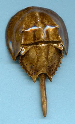 Horseshoe Crab Pin