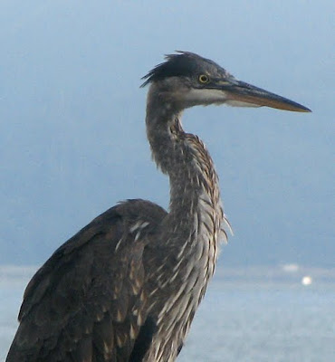 Heron