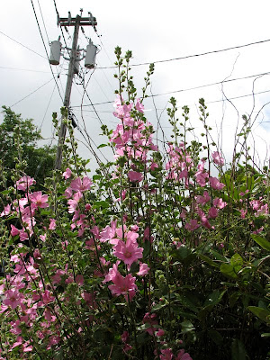 Flowers along the River Walk, Astoria, Oregon