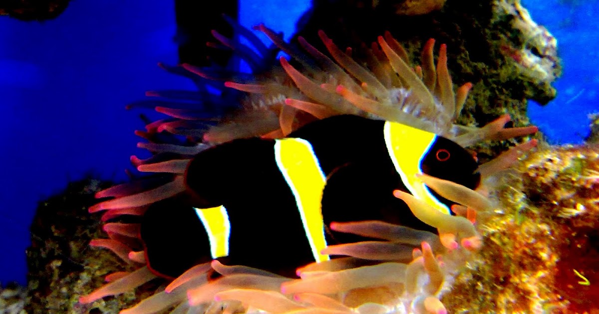 walauwei com black yellow