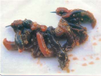 [horascomer6.jpg]